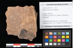 Foto (Objekt + Etikett) von Betula dryadum Brongniart (NHMW-GEO-2024-0188-0728)